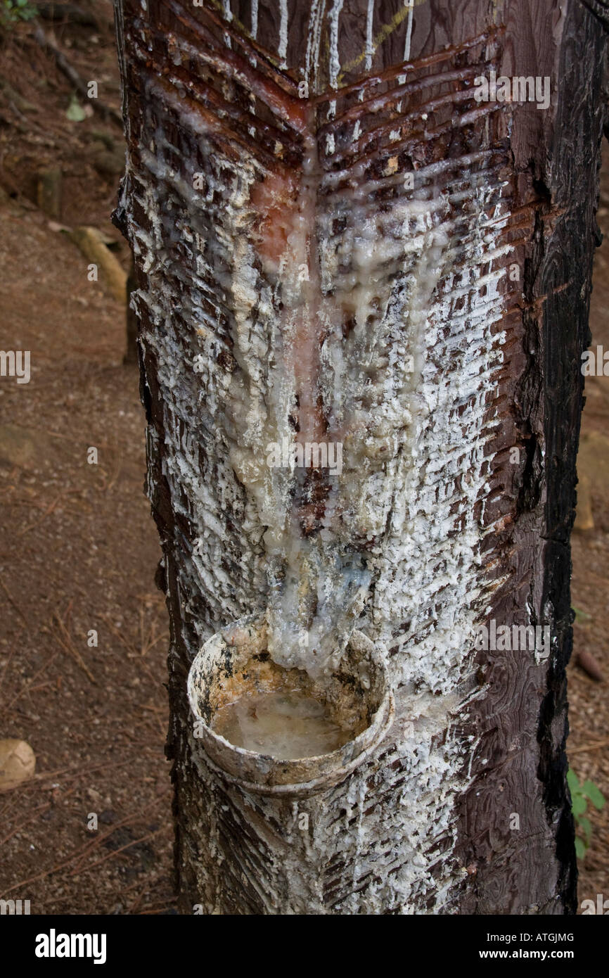 Tapping pine tree for resin Sri Lanka Stock Photo