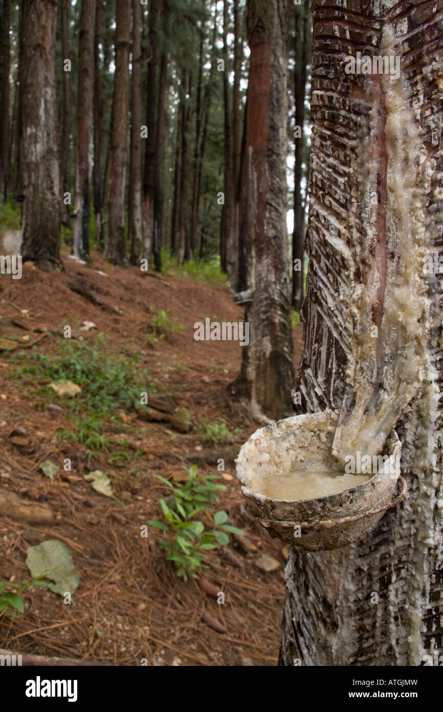 Tapping pine tree for resin Sri Lanka Stock Photo Alamy