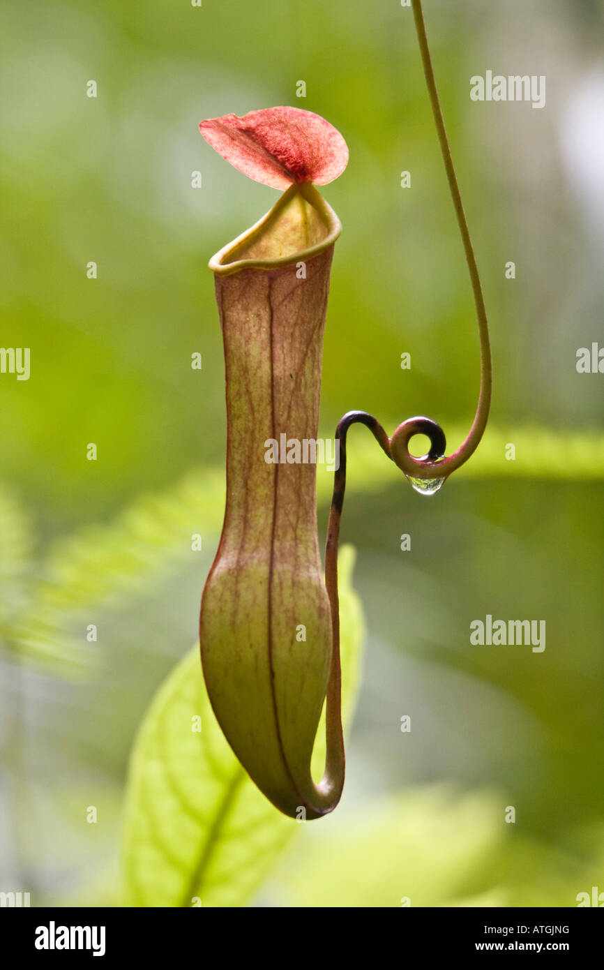 nepenthes distillatoria pitcher plant sri lanka Stock Photo