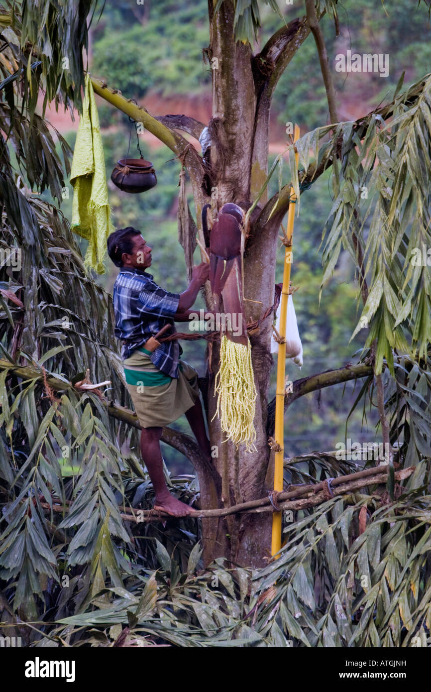 Palm Syrup production Stock Photo Alamy