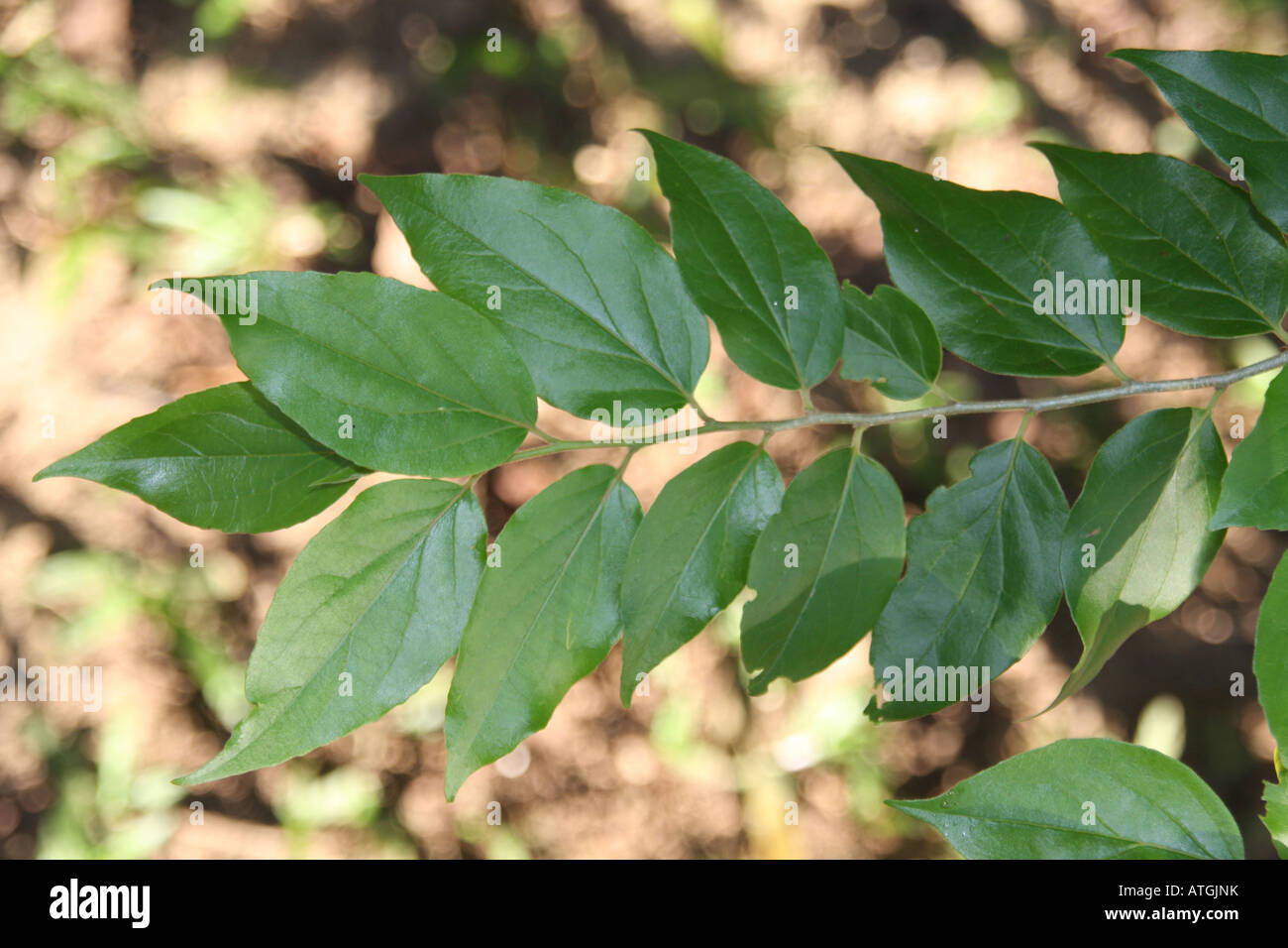 leaf of the flacourtia inermis batoko plum Stock Photo