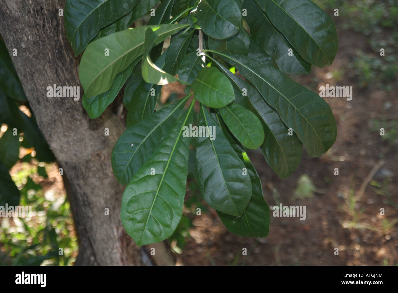 ceylon Oak schleichera oleosa Sri Lanka Stock Photo