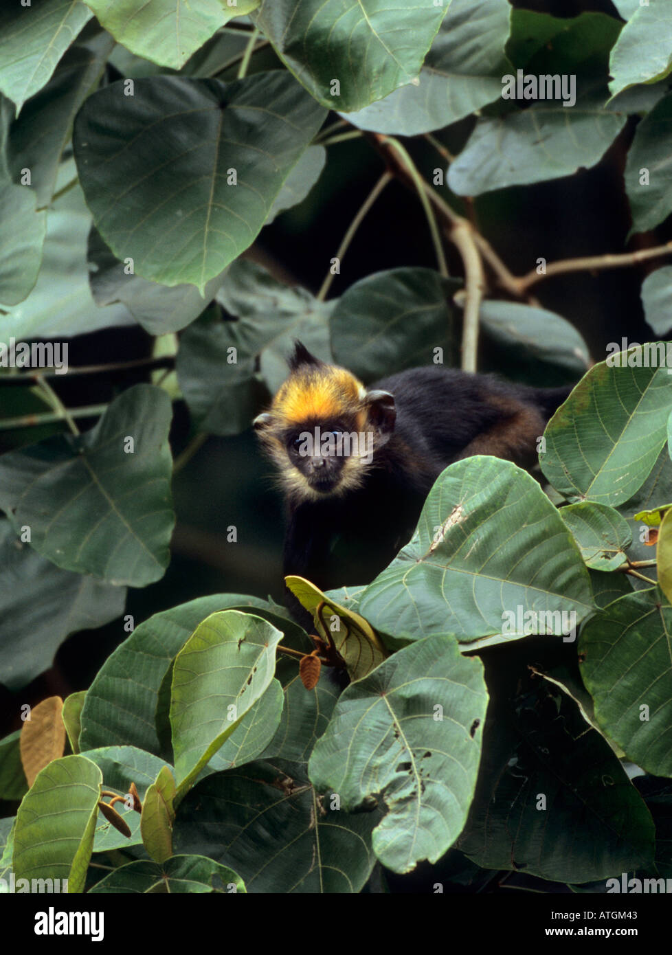 Young Delacour's langur (Trachypithecus delacouri) Endangered Primate Rescue Center, Vietnam