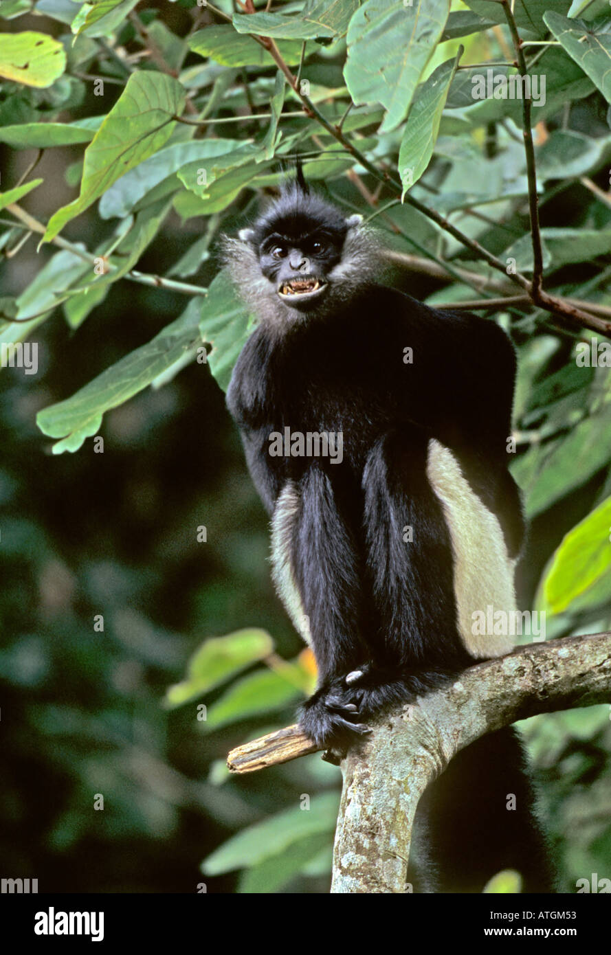 Delacour's langur (Trachypithecus delacouri). Endangered Primate Rescue Centre, Vietnam Stock Photo