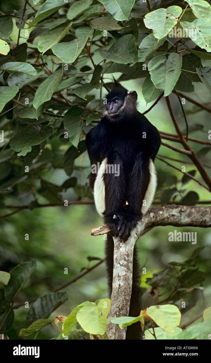 Delacour's langur (Trachypithecus delacouri). Endangered Primate Rescue Centre, Vietnam Stock