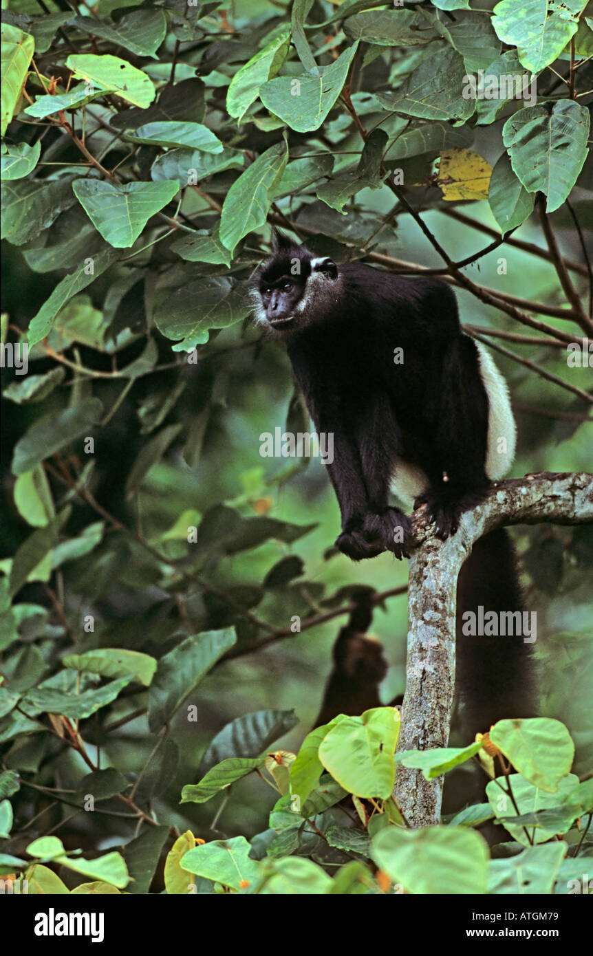 Delacour's langur (Trachypithecus delacouri). Endangered Primate Rescue Centre, Vietnam Stock