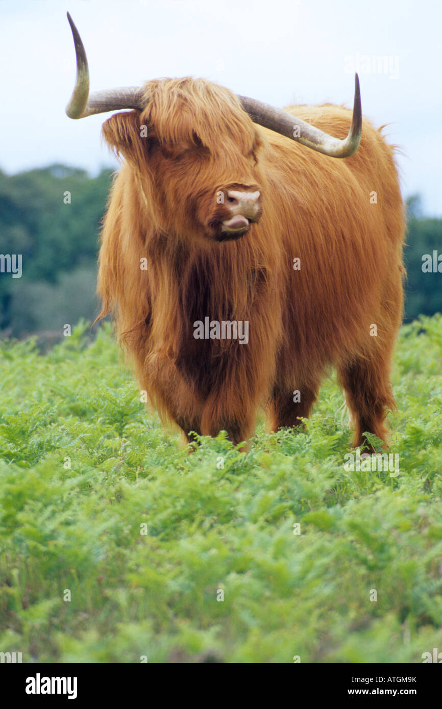 Highland Cow in Bracken Stock Photo
