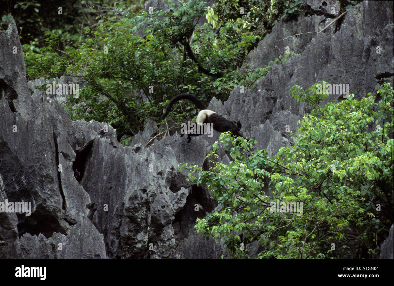 Delacour's langur (Trachypithecus delacouri), Van Long Nature Reserve