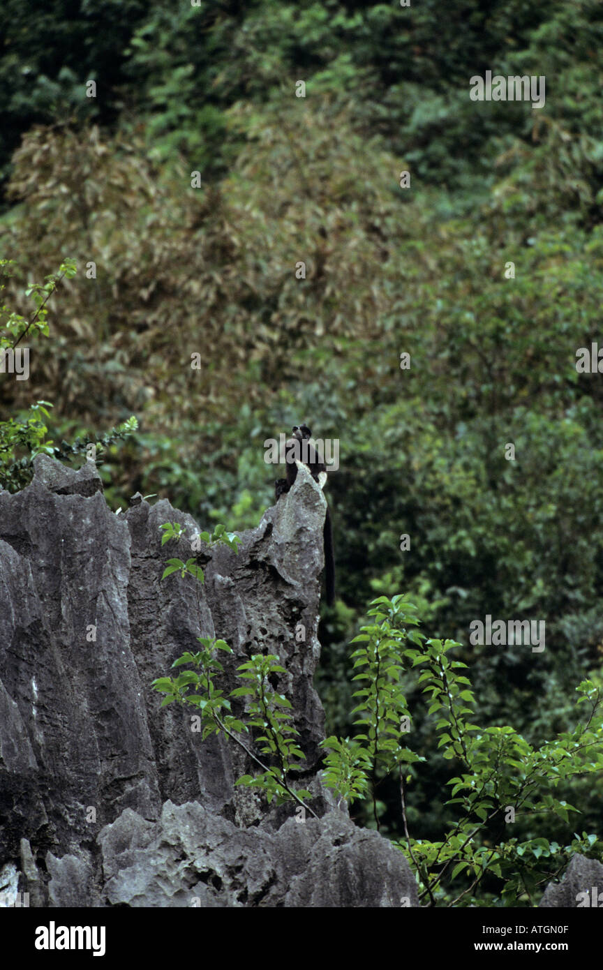 Delacour's langur (Trachypithecus delacouri), Van Long Nature Reserve