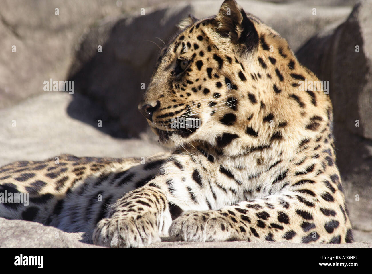 Legopard Leopard panthera pardus big hi-res stock photography and images - Alamy