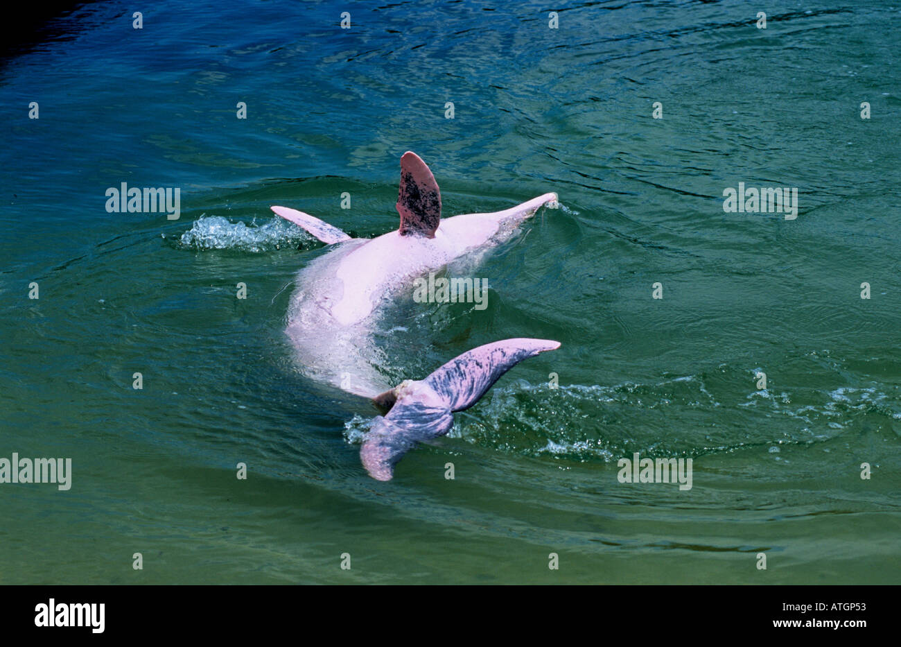 Indo Pacific humpback dolphin, pink phase, (Sousa chinensis) Captive; Sentosa, Singapore Stock Photo