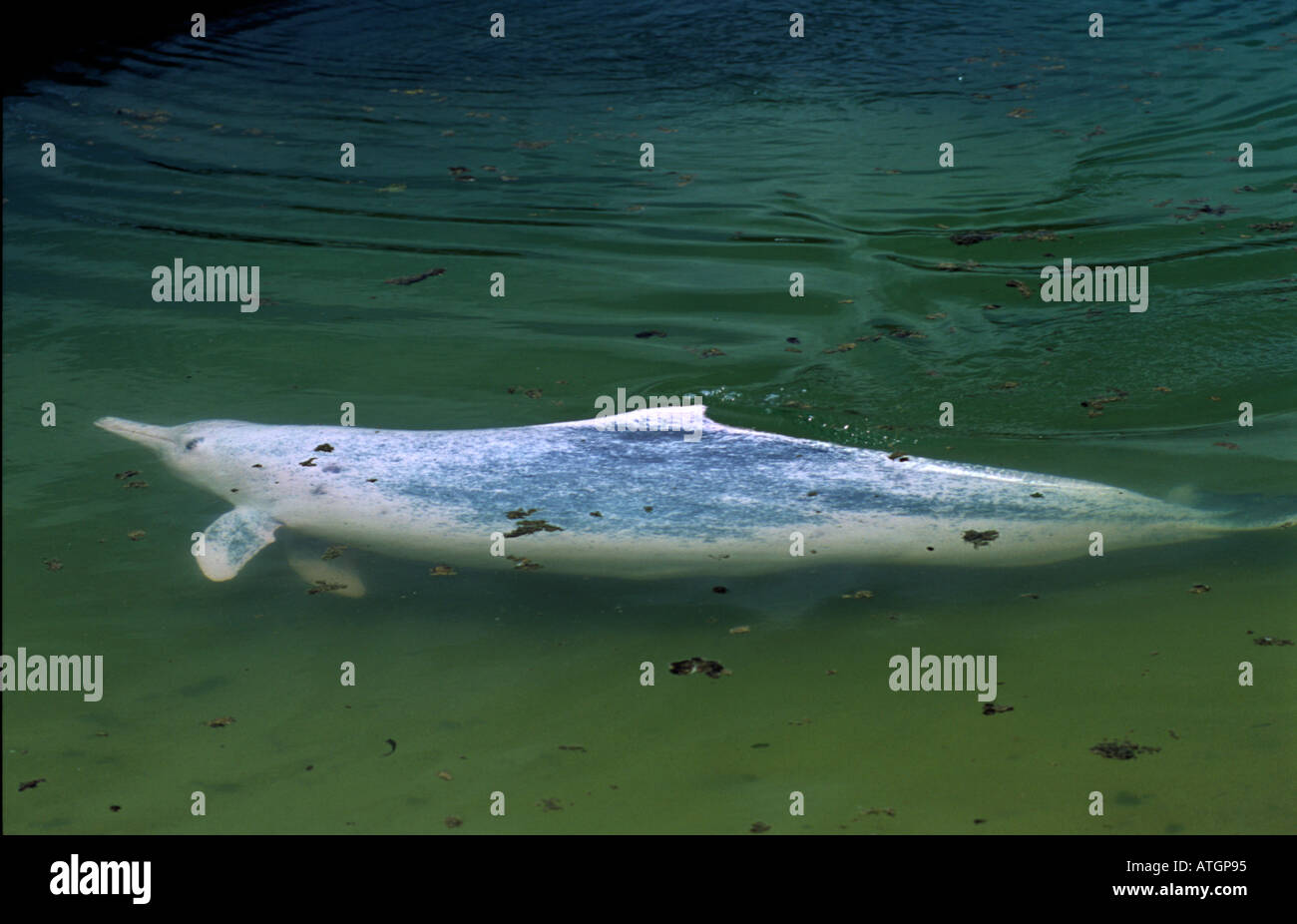 Indo Pacific humpback dolphin, pink phase, (Sousa chinensis) Captive; Sentosa, Singapore Stock Photo