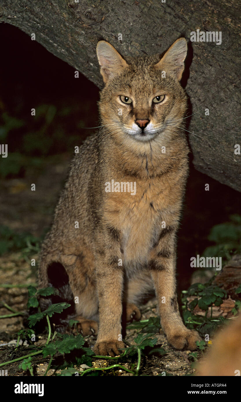 Cat Reed Jungle or reed cat (Felis chaus) North Africa,Asia, Captive, Port ...