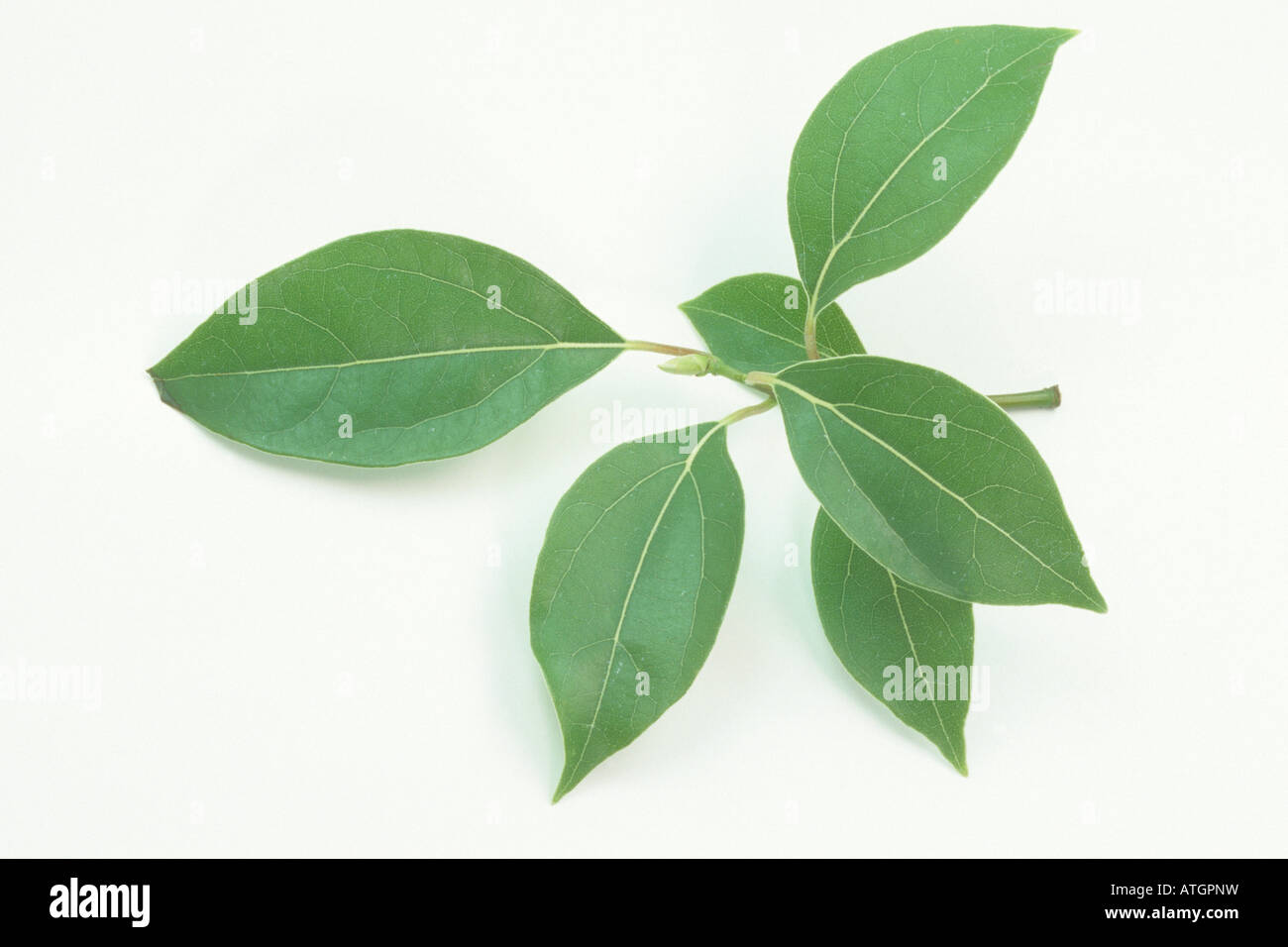 Camphor Tree (Cinnamomum camphora), twig with leaves, studio picture Stock Photo