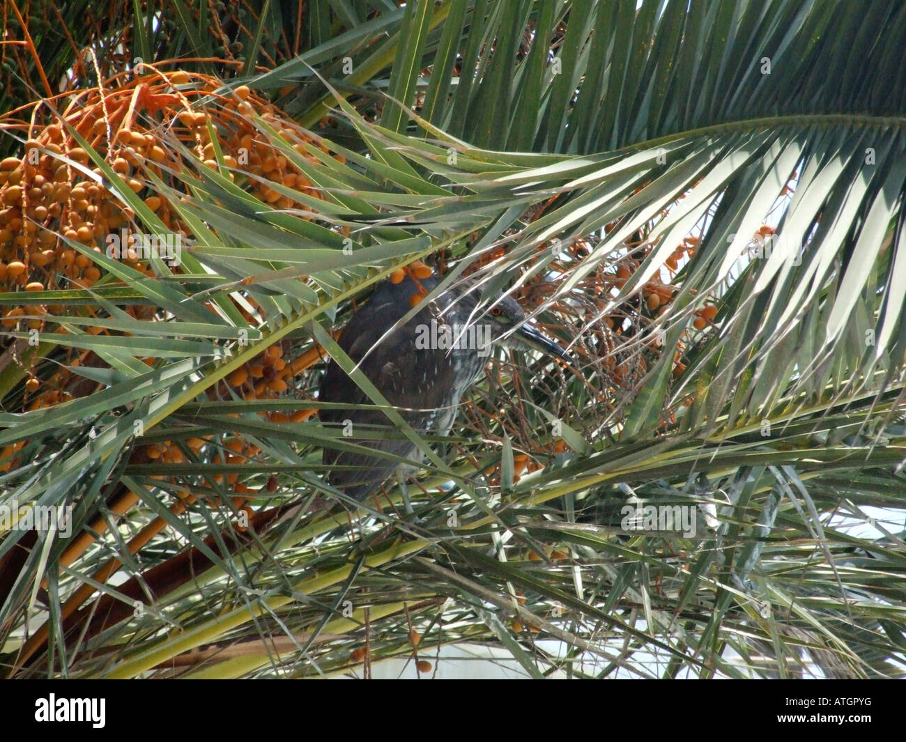 A juvenile night heron hiding in the fronds of a date palm Stock Photo