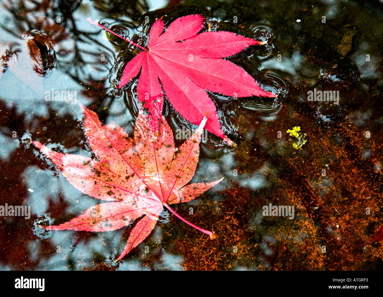 Leaves autumn colours water hi-res stock photography and images - Alamy
