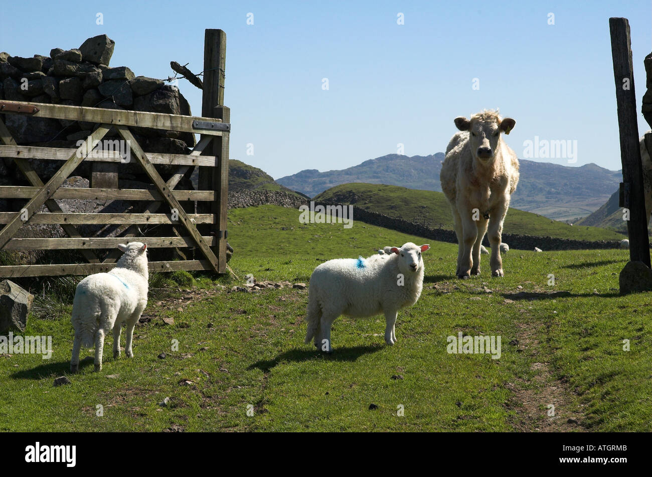 Young beef cattle and sheep grazing on improved pasture near Llynnau Gregennen above Arthog, Gwynedd, Wales Stock Photo