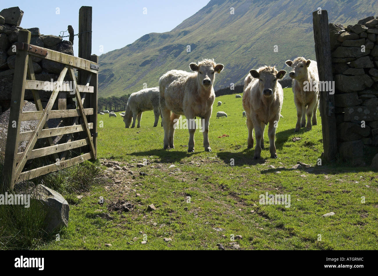 Young beef cattle grazing on improved pasture near Llynnau Gregennen above Arthog, Gwynedd, Wales Stock Photo