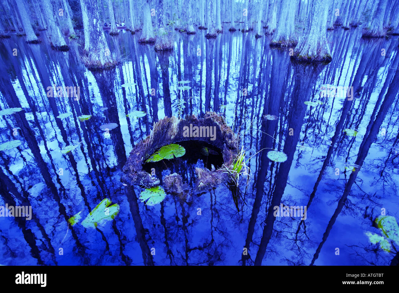 Cypress Gardens swamp, South Carolina Stock Photo