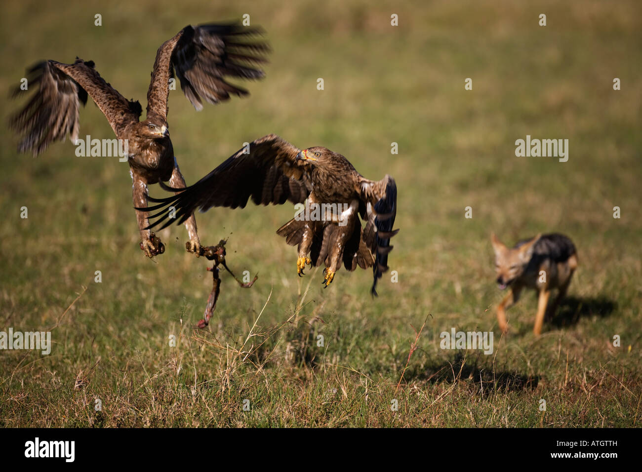 Tawny Eagles (aquila rapax) Stealing A Kill From A Jackal Stock Photo