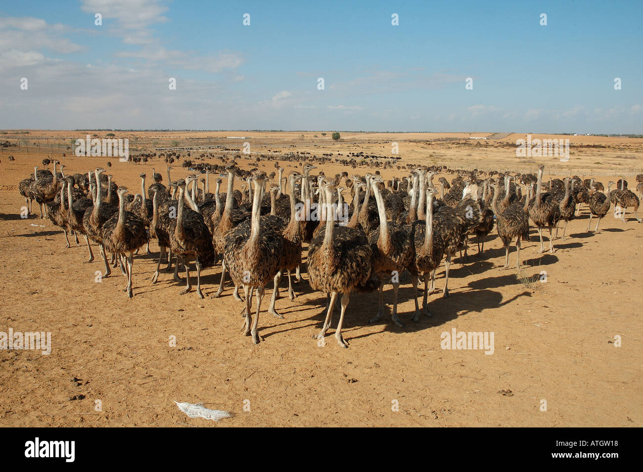Ostrich farm in the Negev desert Israel Stock Photo 5327127 Alamy