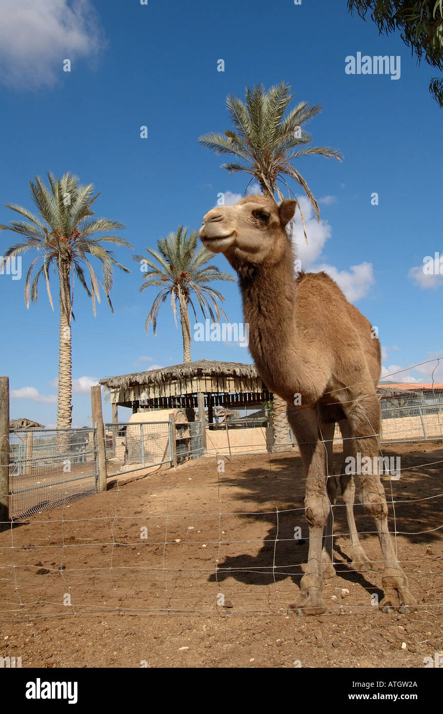 Domesticated camel at the animal farm of Kibbutz Revivim in the Negev desert Southern Israel