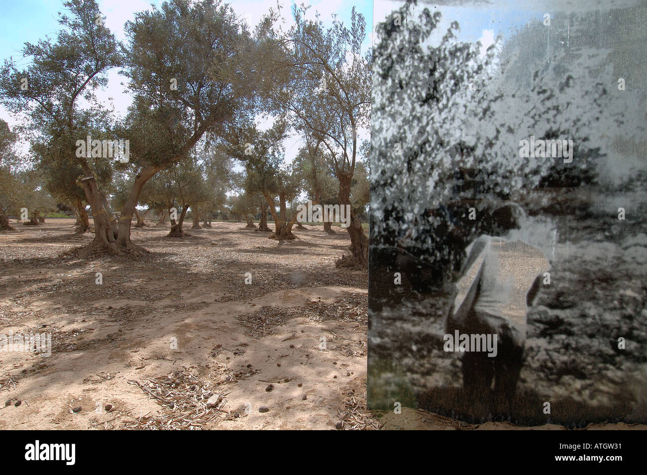 An art installation depicting farmer harvesting olives placed at an olive grove in kibbutz Sde Boker in the Negev desert Southern Israel Stock Photo