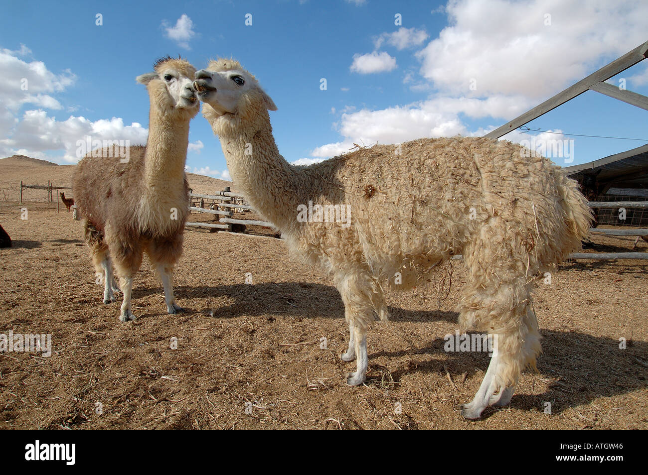 Alpacas at the Alpaca farm in Mitzpe Ramon a town in the Negev desert of  southern Israel Stock Photo - Alamy