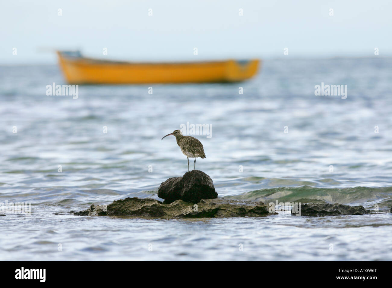 Sea Bird, Grande Baie, Mauritius Stock Photo