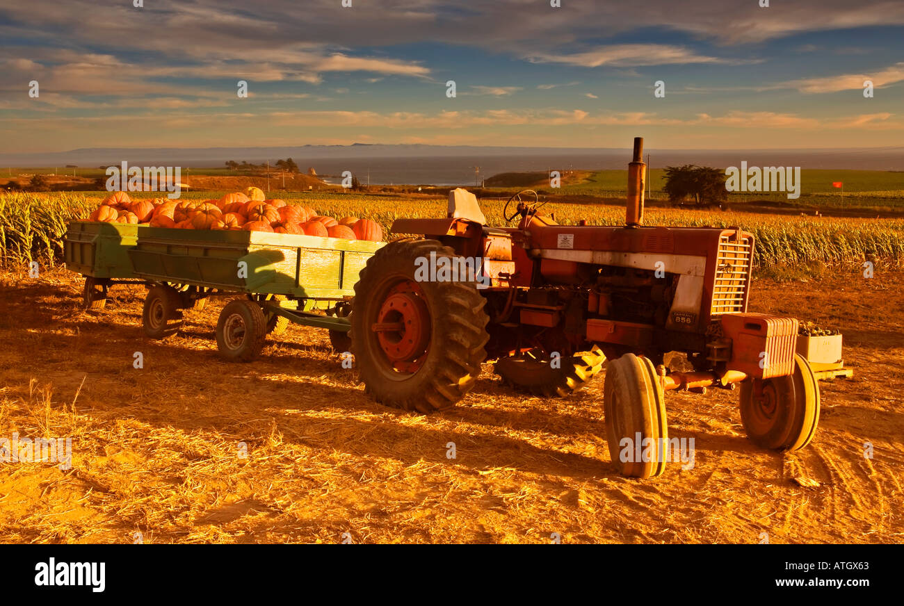 A tractor with load of pumpkins with corn fields and sea at background ...