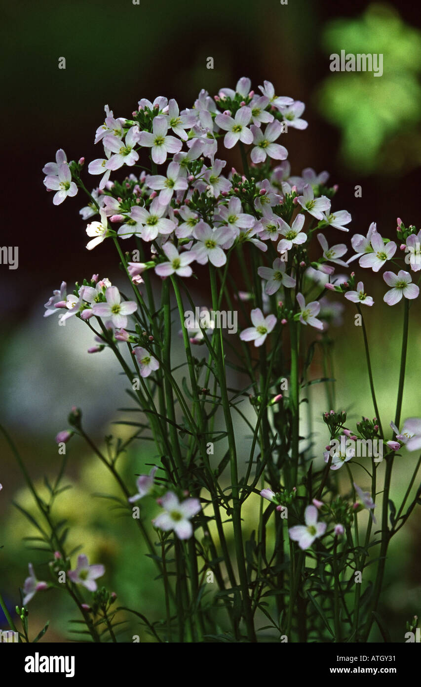 Wiesenschaumkraut Kreuzblütengewächse Stock Photo Alamy