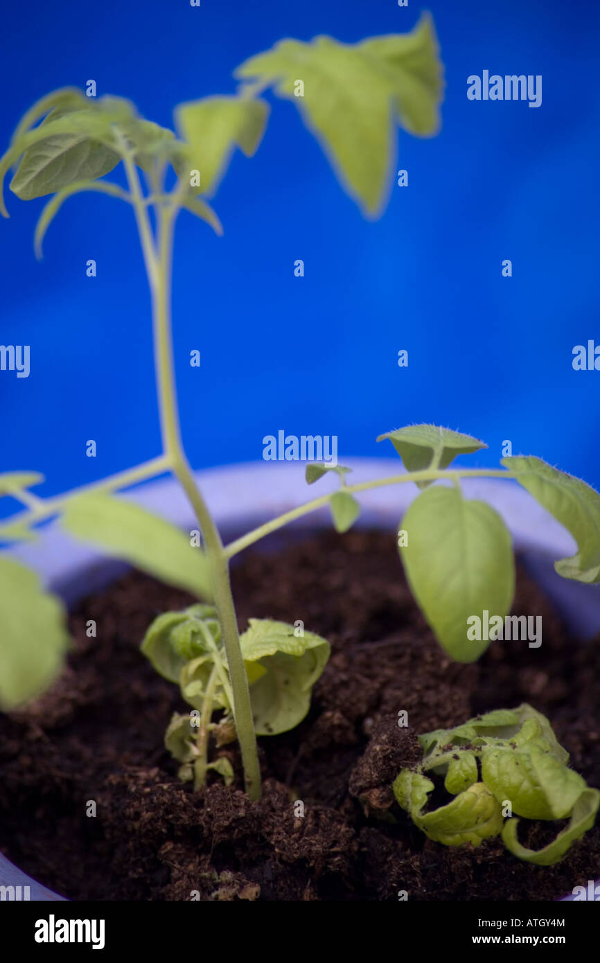 Tomato plant cutting Stock Photo Alamy