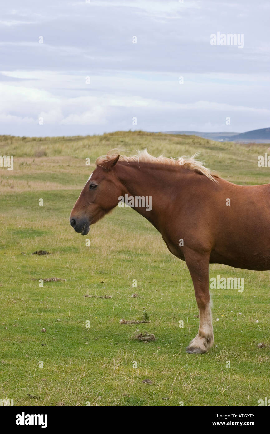 Pony in a field Stock Photo