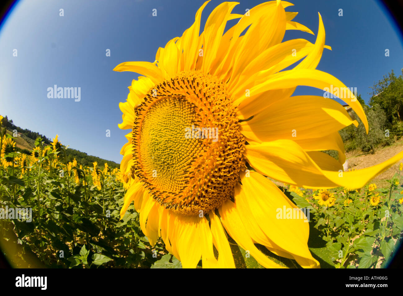 Sunflowers in Tuscany Italy Stock Photo - Alamy