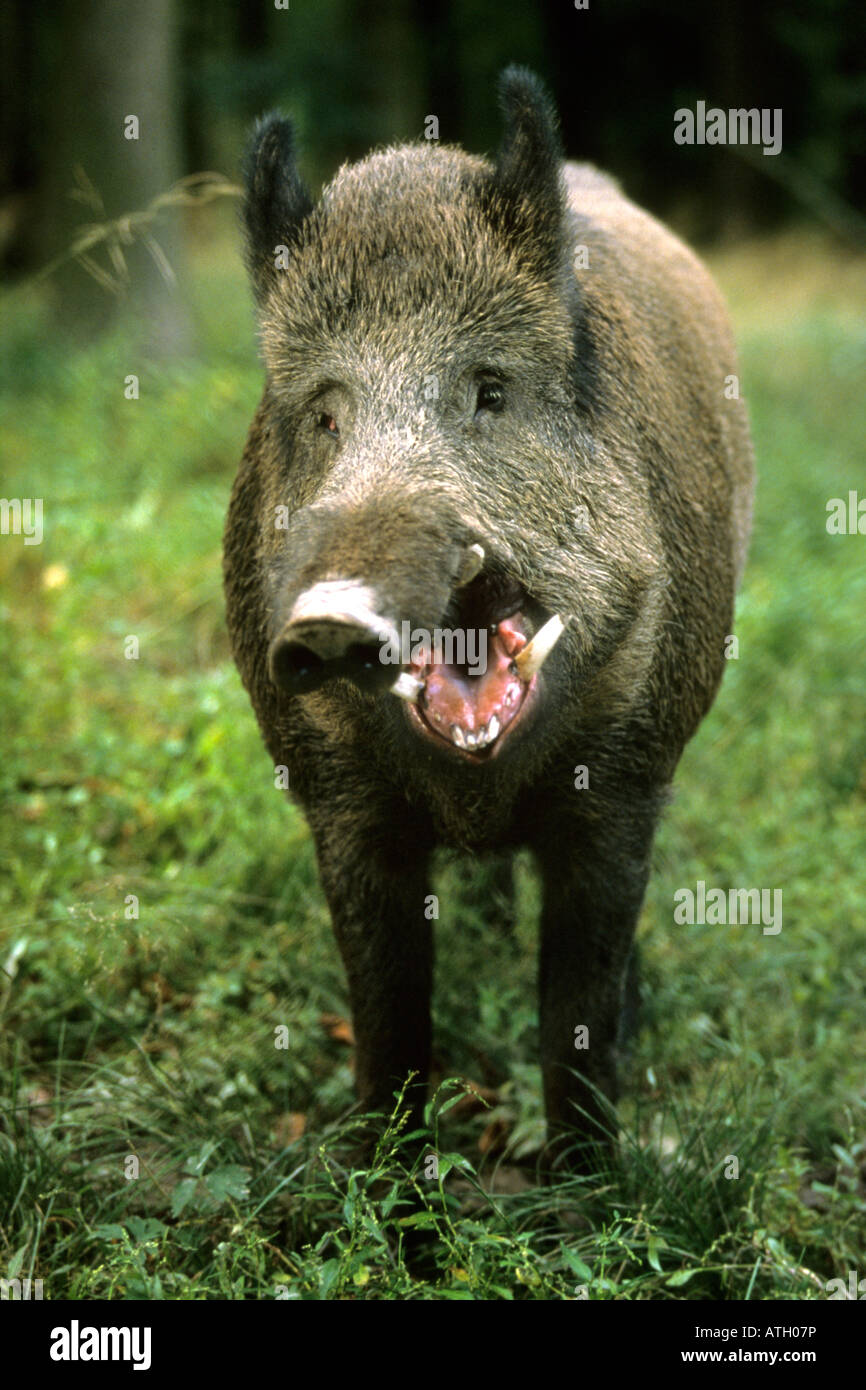 Wild Boar (Sus scrofa), aggressive male Stock Photo