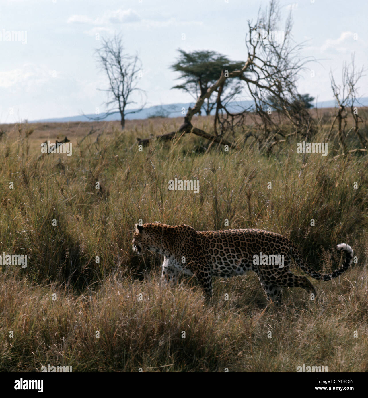 Leopard Panthera pardus moving in tall grass Largest of spotted cats in