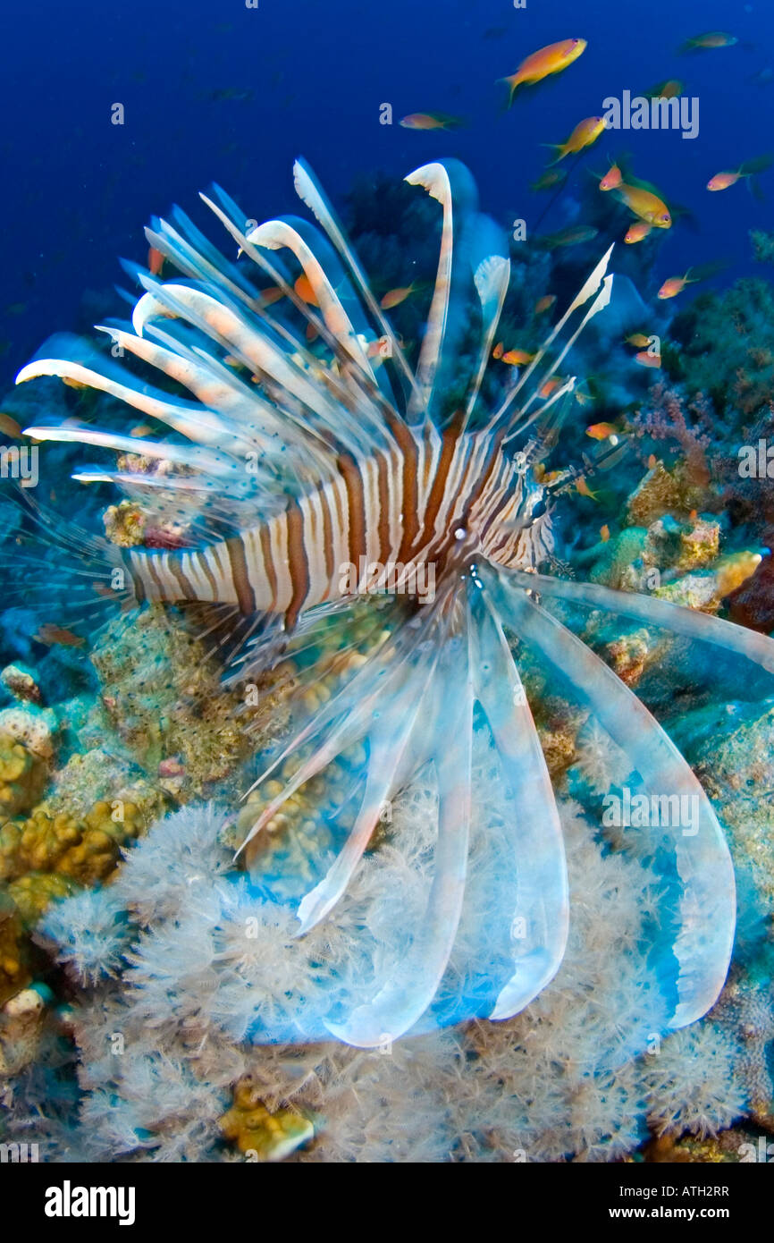 Lion fish in Coral reef, Red Sea Egypt, scuba, diving, ocean, sea, marine  life, blue water, underwater Stock Photo - Alamy