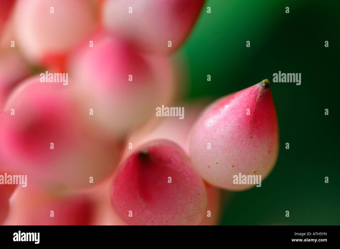 Close up of red berry flower bulbs of the Bromeliad Aechmea on green background Stock Photo