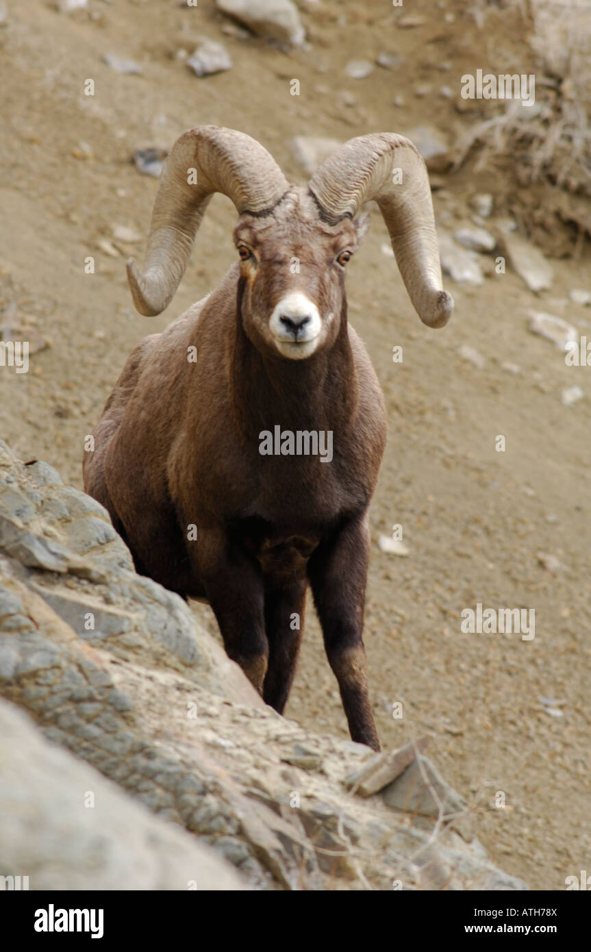 Stock photo of a Rocky Mountain bighorn sheep peering from behind rocks. Stock Photo