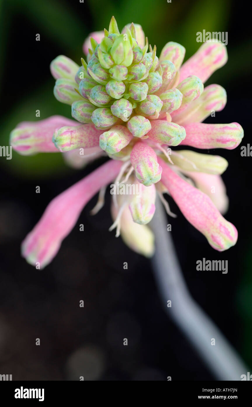 Pastel pink Forest Lily flower cluster Veltheimia on black Stock Photo