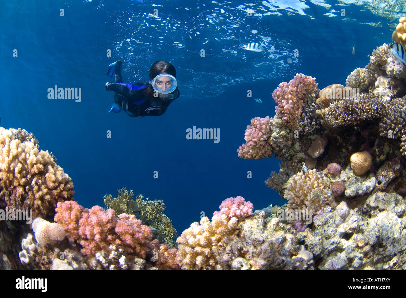 Snorkel in coral reef, Red Sea Egypt, underwater, scuba, ocean, snorkel