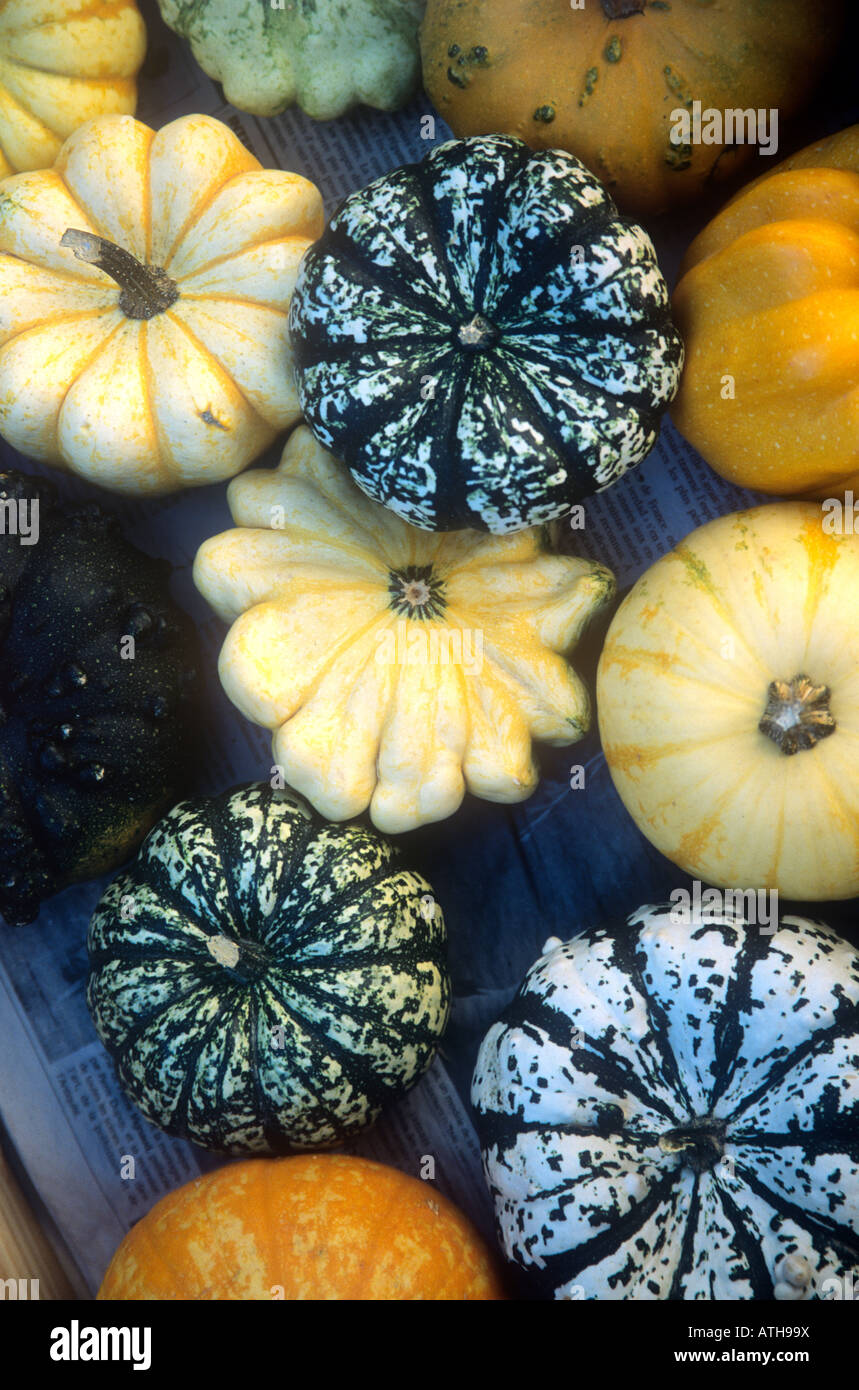 Mixed varieties of squashes pumpkins and gourds at market in France