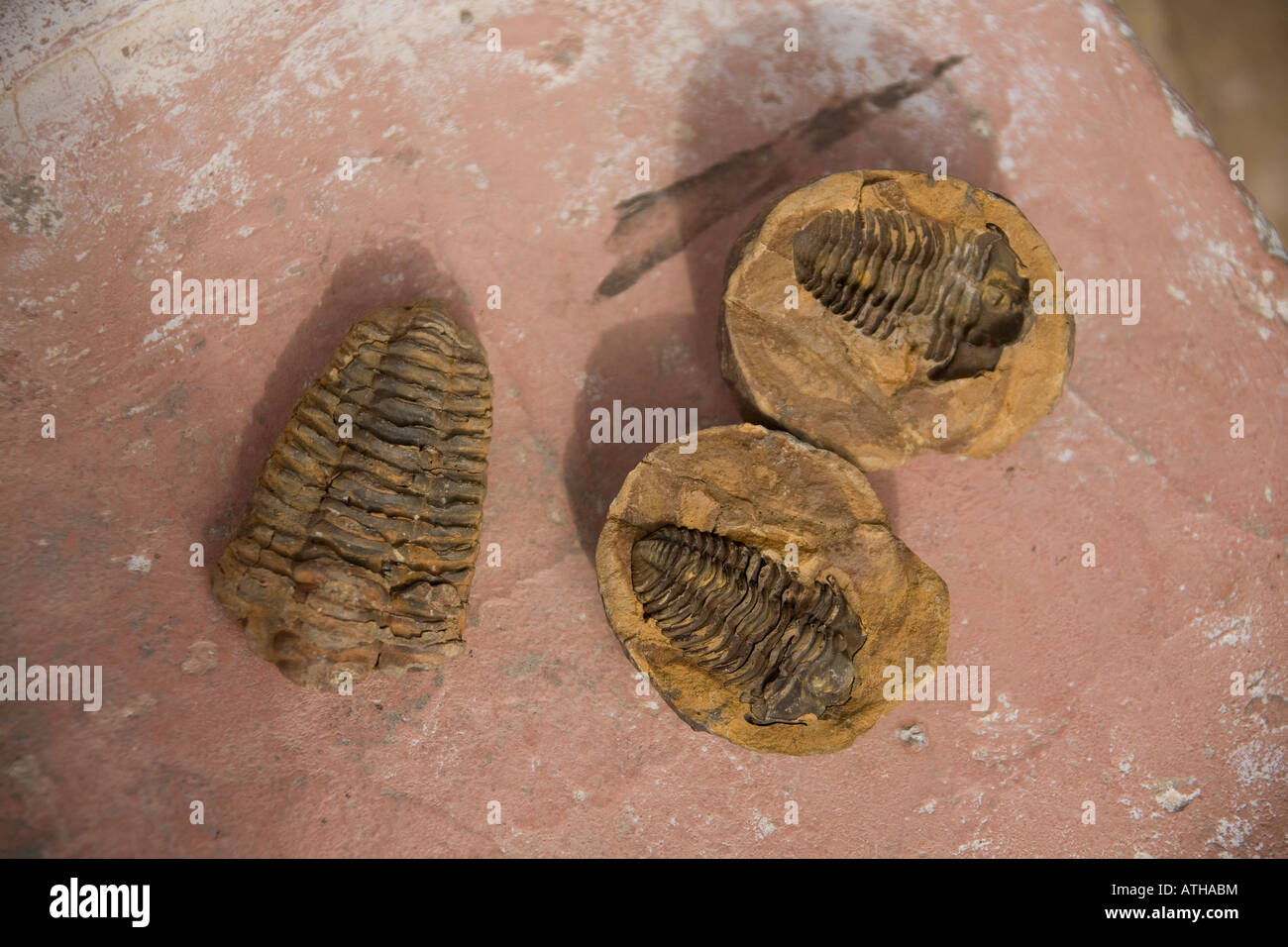 Trilobite Trilobyte fossil from Atlas mountains Morocco. Stock Photo