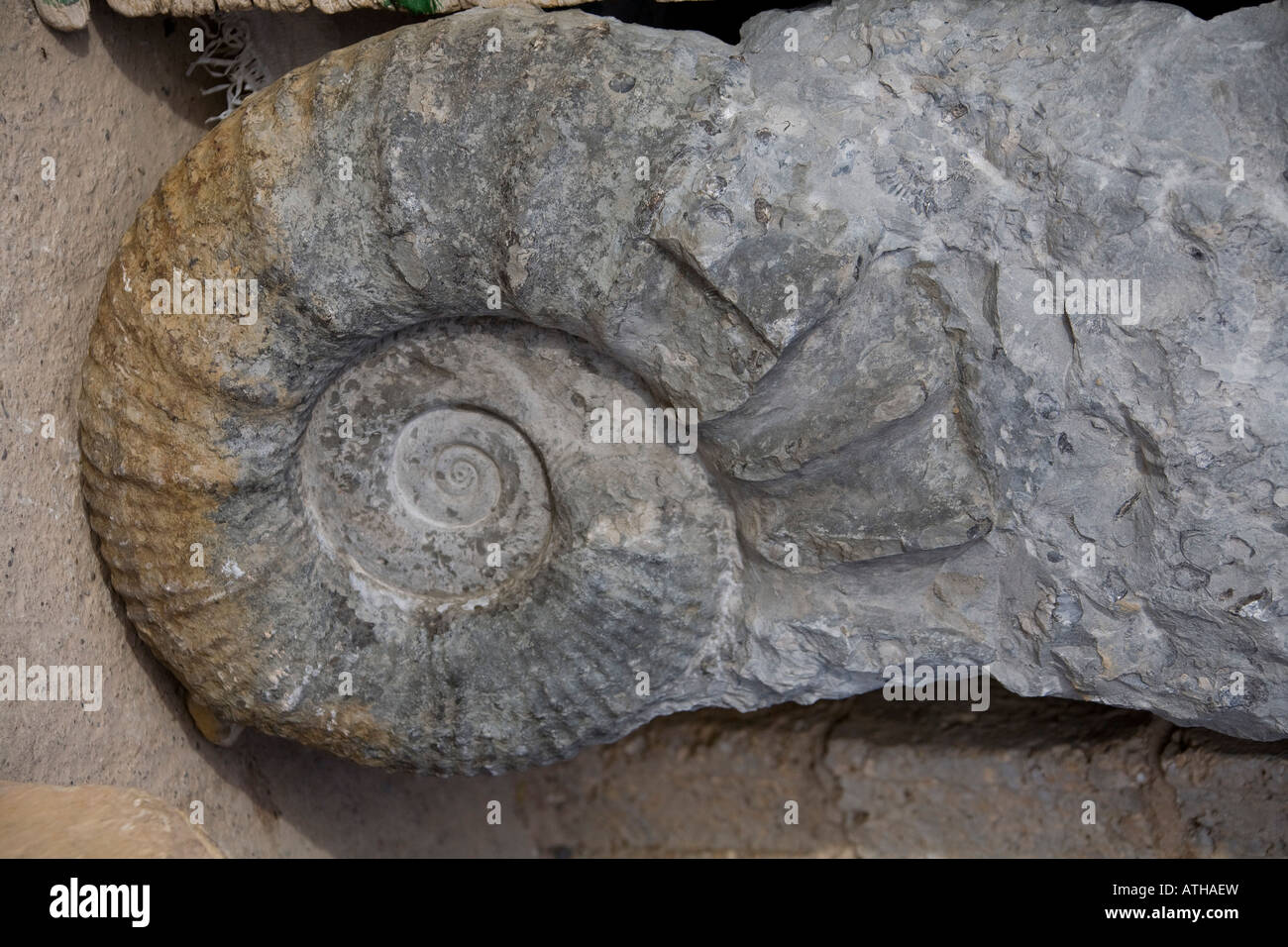 Ammonite fossil stone, close up, found in the Atlas mountains, Morocco