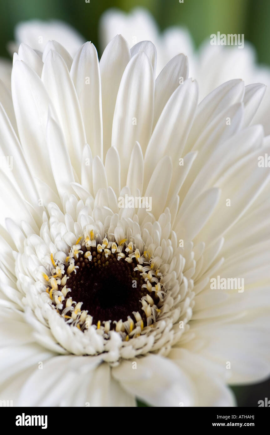 White gerbera daisy Stock Photo Alamy