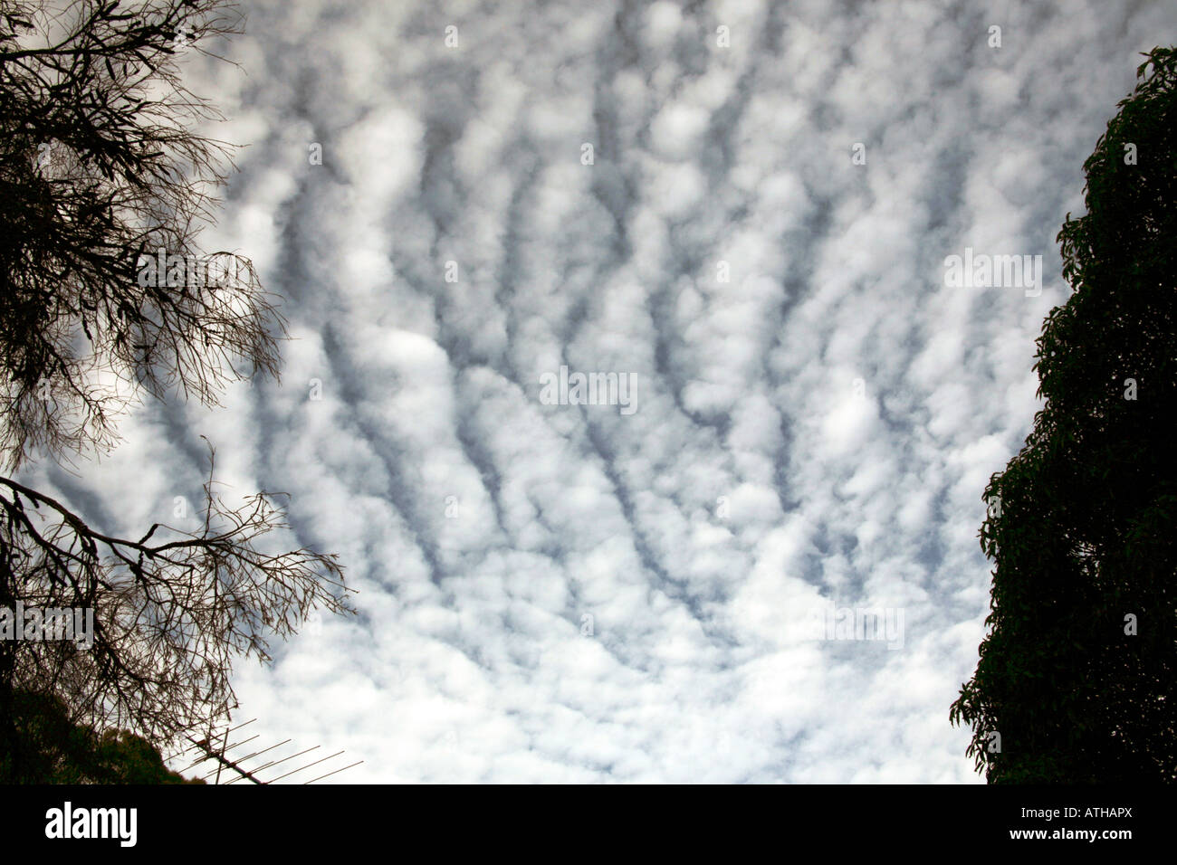 Altocumulus Undulatus Clouds Stock Photo