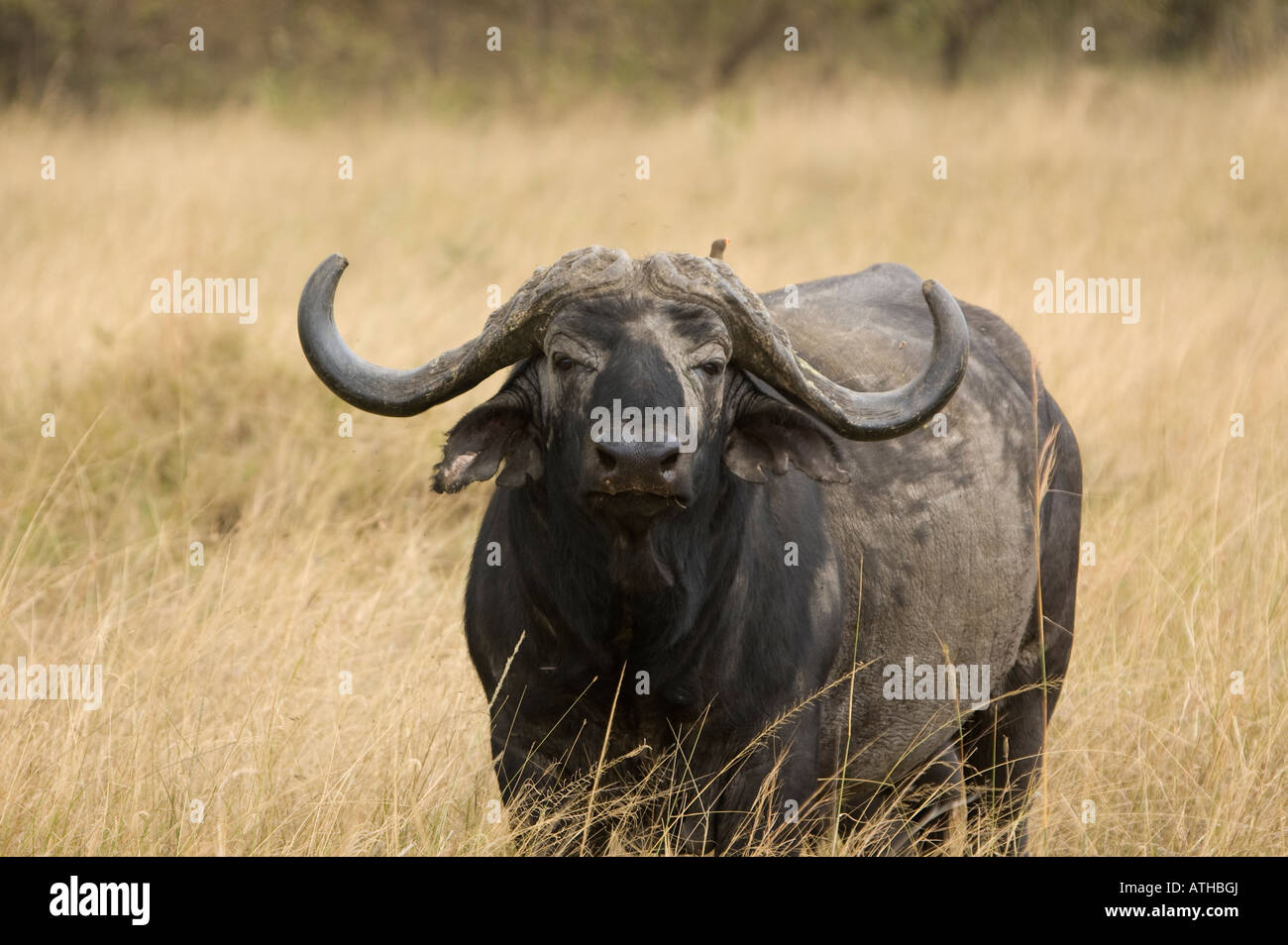 A buffalo bull standing in the open grasslands of the Masai Mara Stock Photo