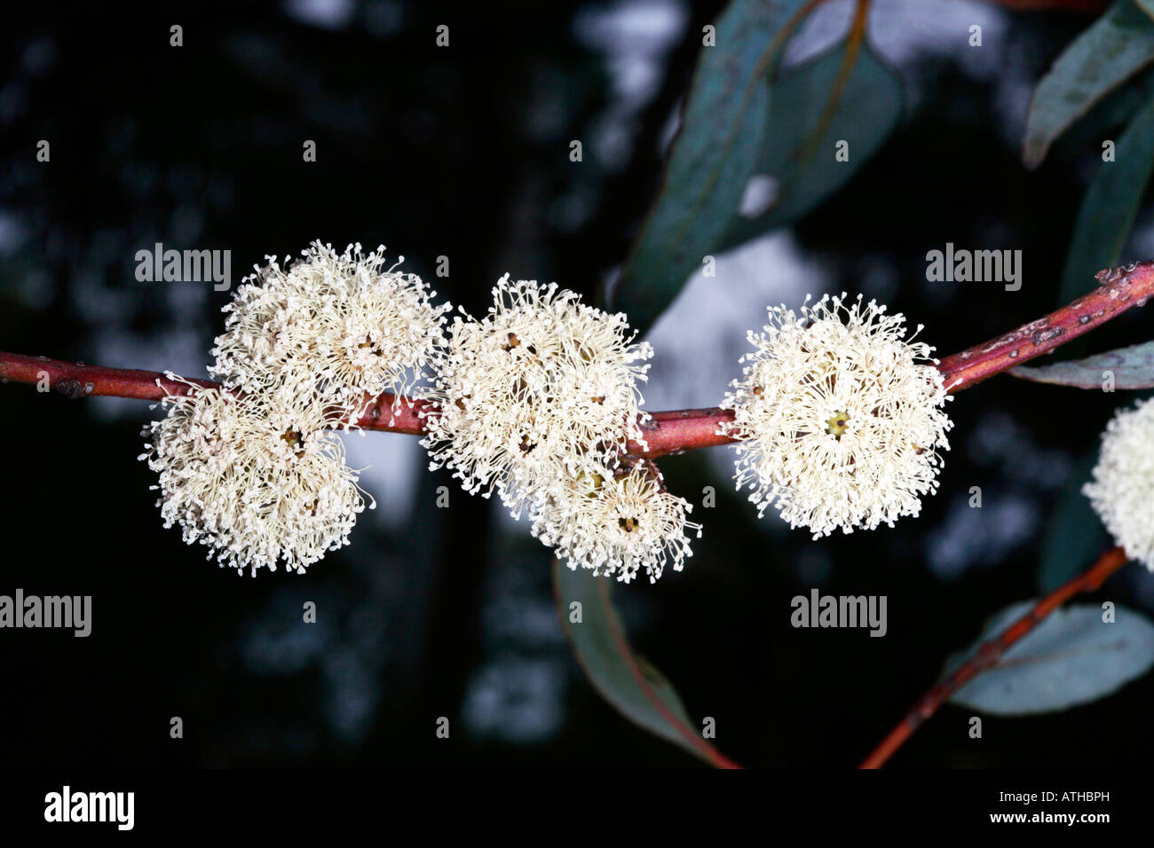 Eucalyptus valens-No common name-Family Fabaceae Stock Photo