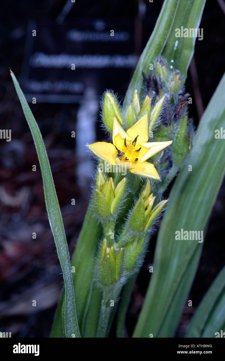 Hairy Star-Flower/Stargrass- Hypoxis rooperi syn. H. hemerocallidea-Family Hypoxidaceae Stock Photo
