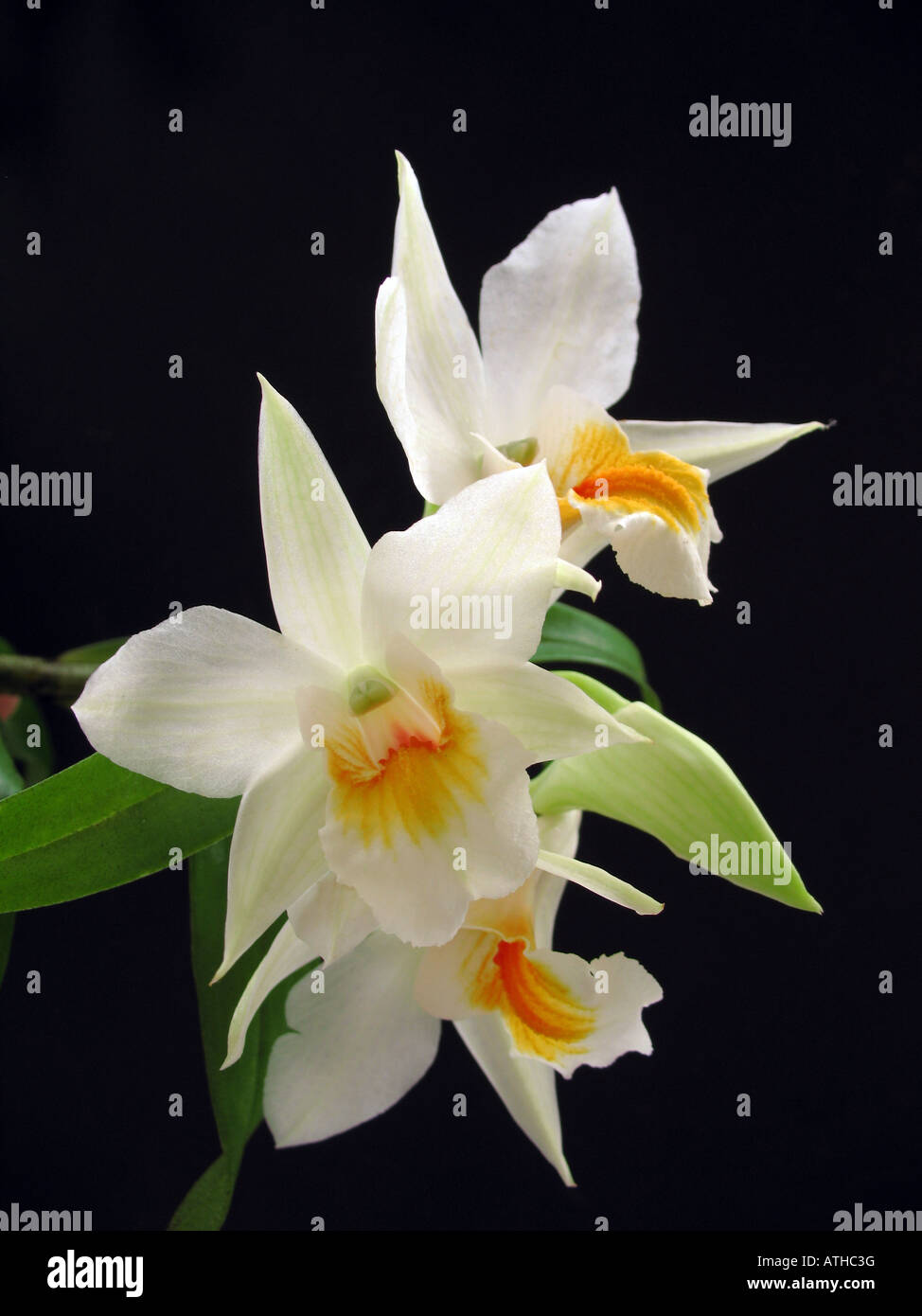 Orchid, Dendrobium Hiroshi tokuanga Stock Photo